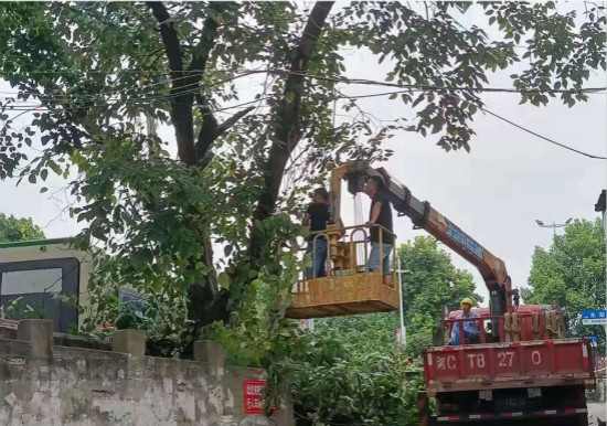 大橋社區(qū)處理枯死大樹清除安全隱患?