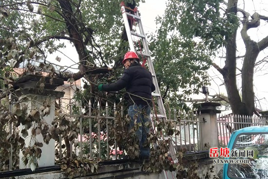 芙蓉社區(qū)：大樹危及居民安全 社區(qū)砍樹解民憂