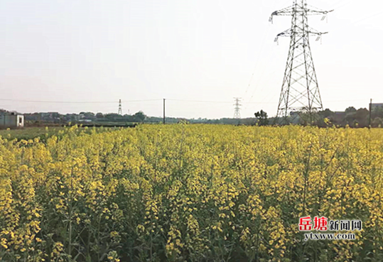 金群村百畝油菜花競(jìng)相開(kāi)放 扮靚美麗鄉(xiāng)村