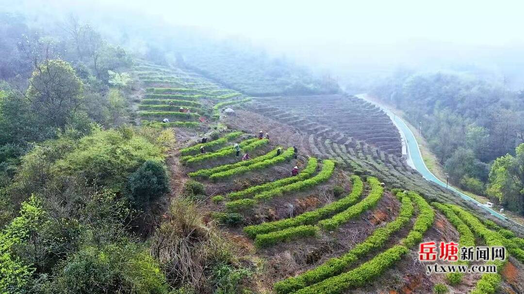 美麗荷塘春意濃 鄉(xiāng)村振興入畫來