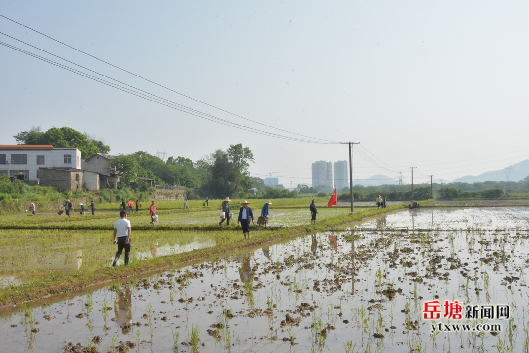 心連心走基層 面對面解難題｜荷塘街道正江村黨員志愿者助力春耕生產