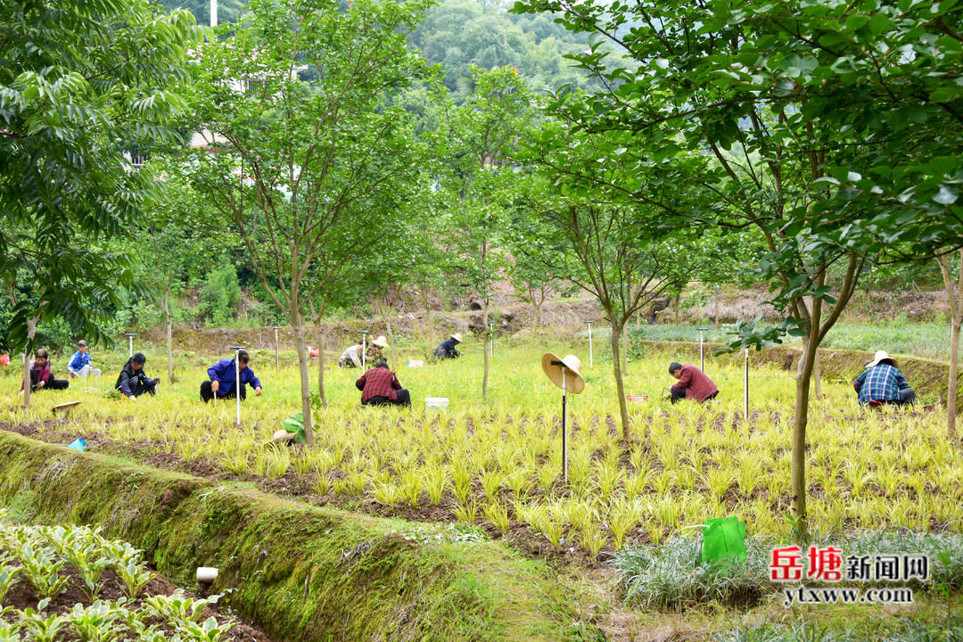 荷塘街道：苗木产业为乡村振兴增添“绿色动力”