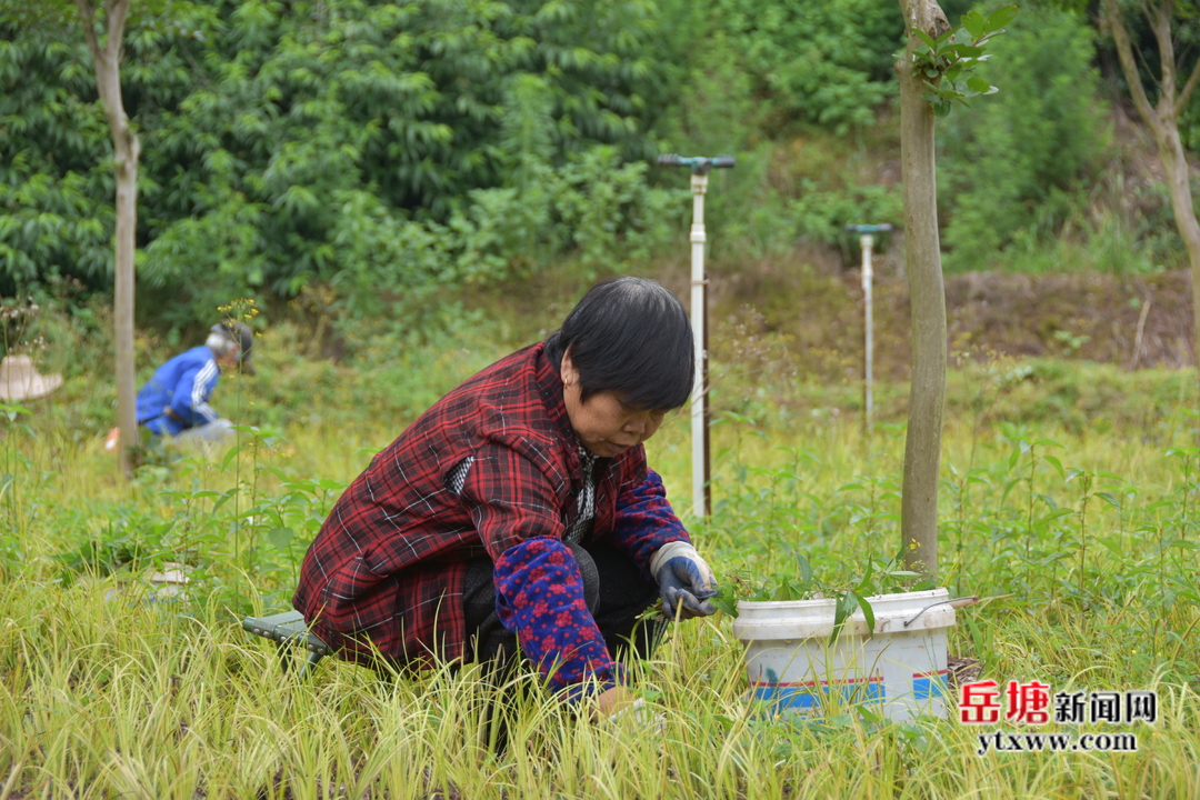 荷塘街道：苗木產(chǎn)業(yè)為鄉(xiāng)村振興增添“綠色動力”