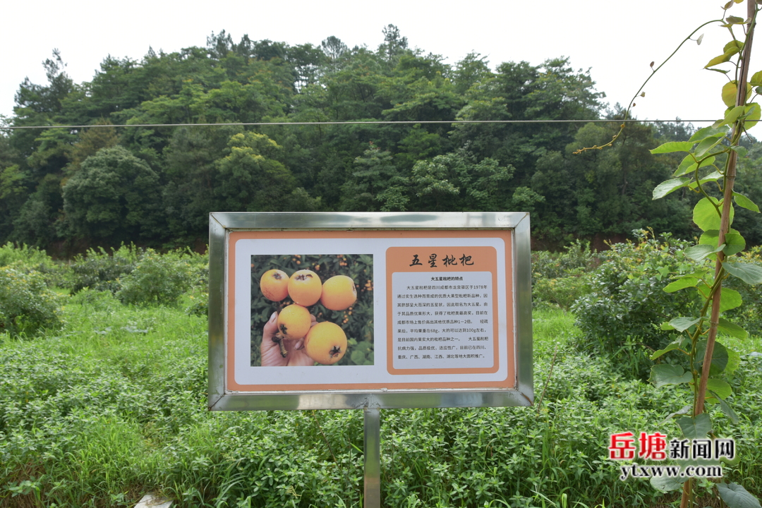 荷塘村：枇杷喜獲豐收 游客絡繹不絕