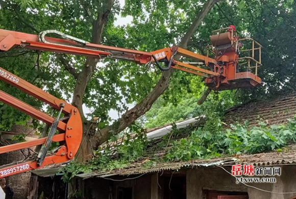 湘潭市風(fēng)景園林中心：砍伐危樹(shù)保平安  為民辦事獲稱贊