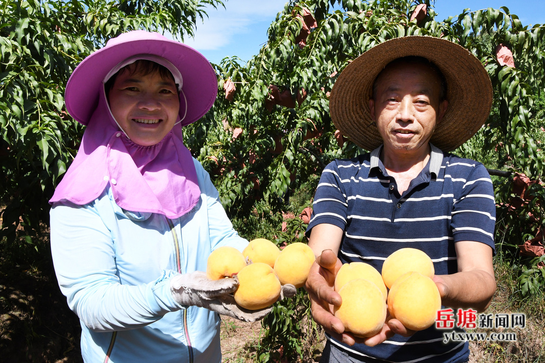 非凡十年看岳塘?｜岳塘區(qū)：農(nóng)業(yè)強農(nóng)村美農(nóng)民富