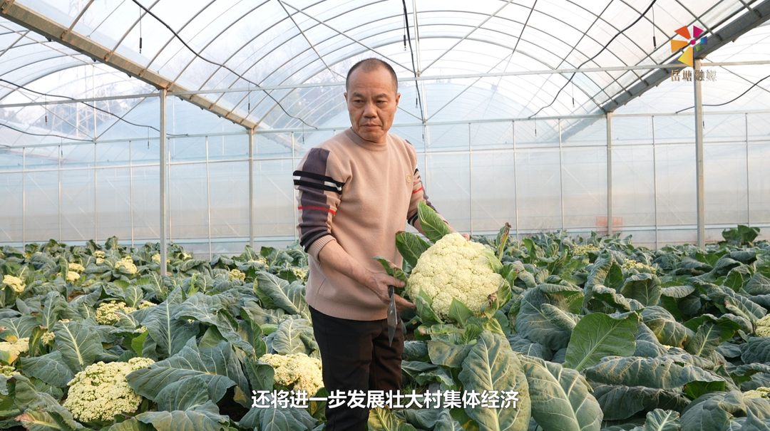 新春走基層丨蔬菜基地生機盎然