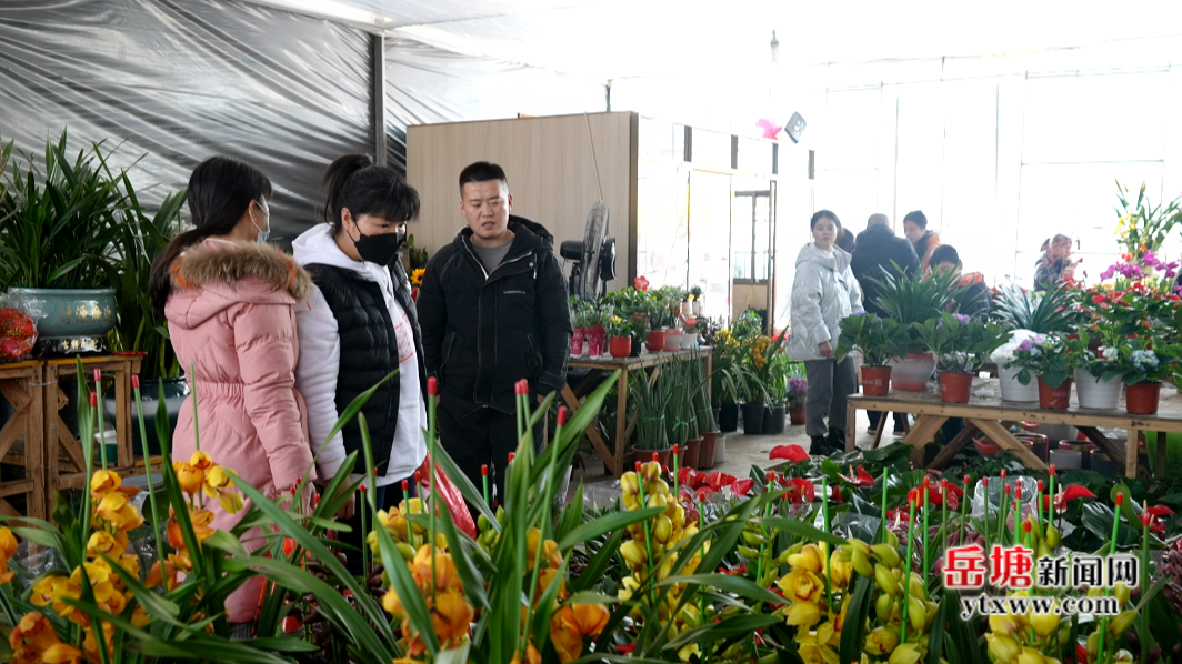 新春走基層丨岳塘花卉市場春意濃