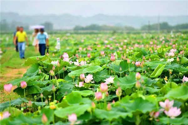 稳经济 促发展 强信心 | 湘潭县：一颗莲子的产业经