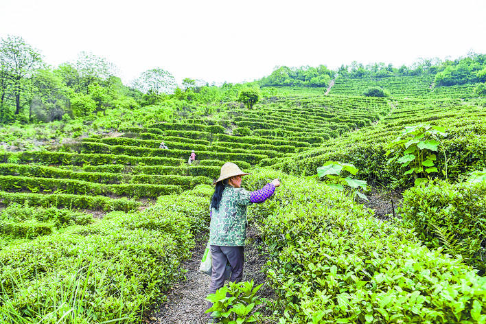 【湘潭日報】采茶忙 助增收