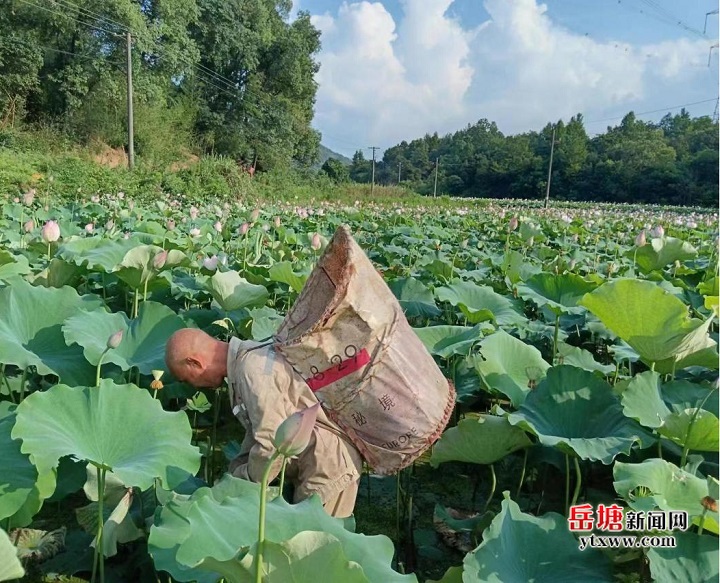 落實(shí)“四敢”要求 實(shí)施“八抓”行動(dòng)｜昭山鎮(zhèn)楠木村：?發(fā)展特色產(chǎn)業(yè) 助力村民增收