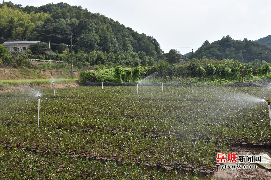 落實(shí)“四敢”要求 實(shí)施“八抓”行動(dòng)丨昭山鎮(zhèn)玉屏村：壯大特色花卉苗木產(chǎn)業(yè) 為美麗鄉(xiāng)村提“顏”增 “值”