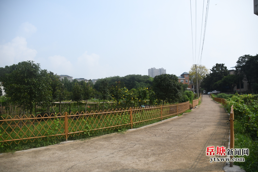 文明城市建設(shè)｜霞城街道：整治城中村菜地 營造宜居環(huán)境