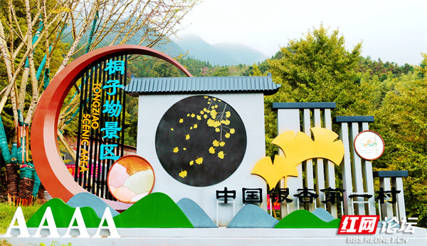 【寻景湖南】“中国银杏第一村”，永州这个村落已迎来“金色颜值巅峰”
