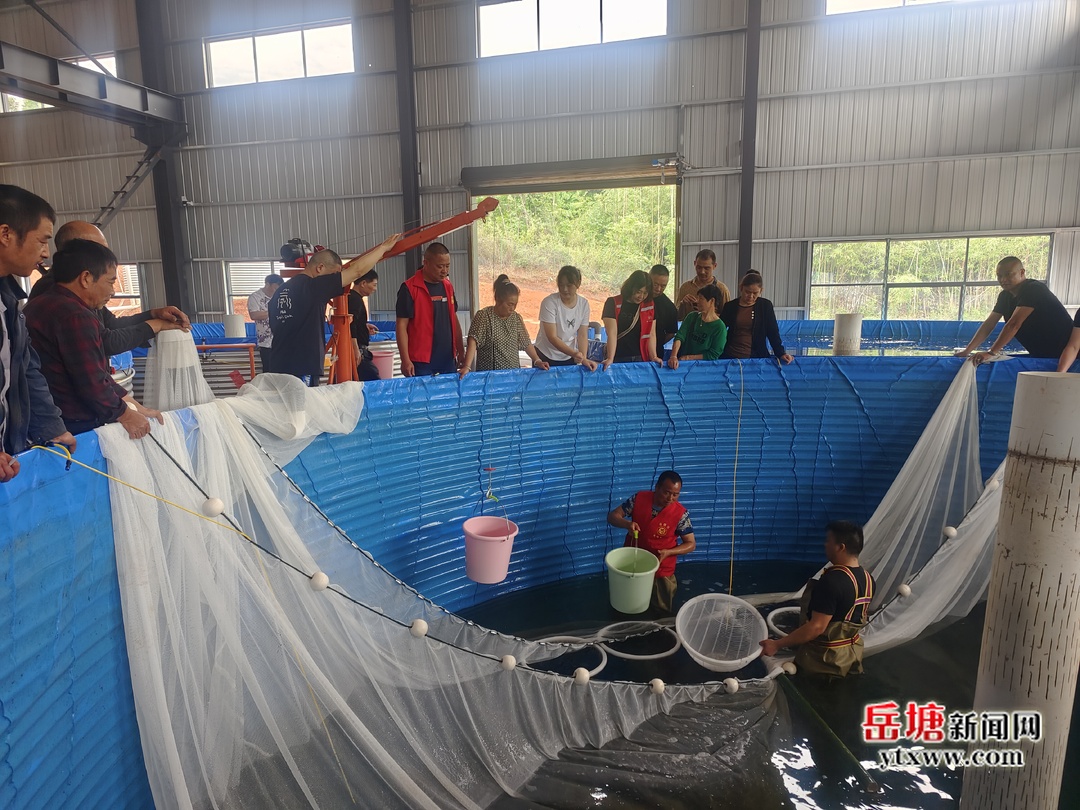 五爱村：发展特色渔业项目 养殖基地分拣忙
