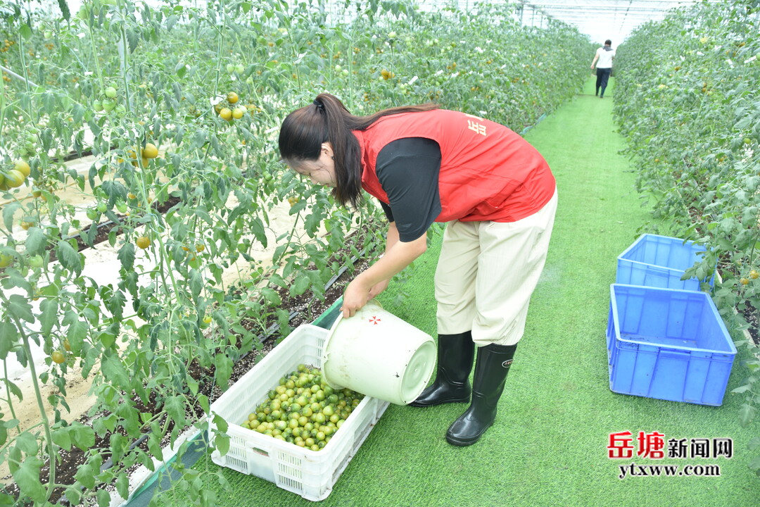 岳塘戰(zhàn)“汛”丨搶收！助銷！合力幫助首程農(nóng)業(yè)渡難關(guān)