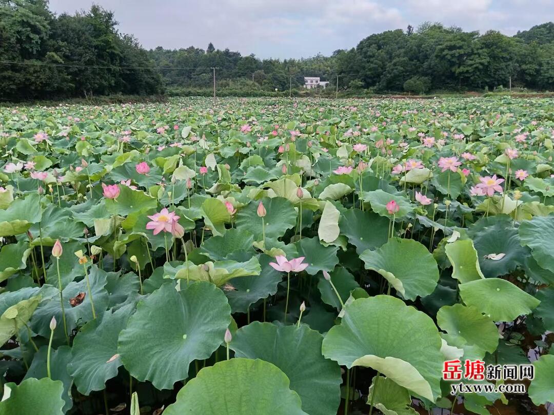 昭山鎮(zhèn)楠木村：小小蓮子 “蓮”通鄉(xiāng)村致富路