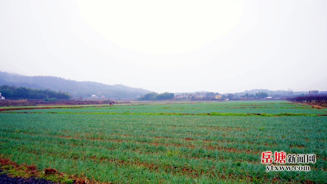 岳塘區(qū)多措并舉做好耕地保量提質(zhì)工作