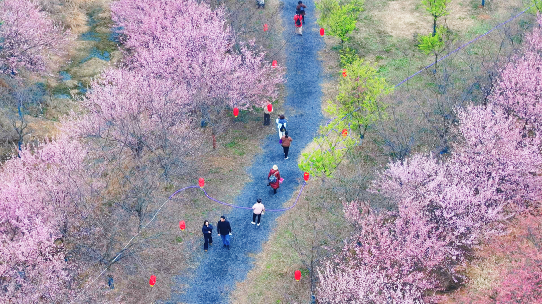 文旅新区 多彩岳塘丨七星村：樱花绽放迎客来