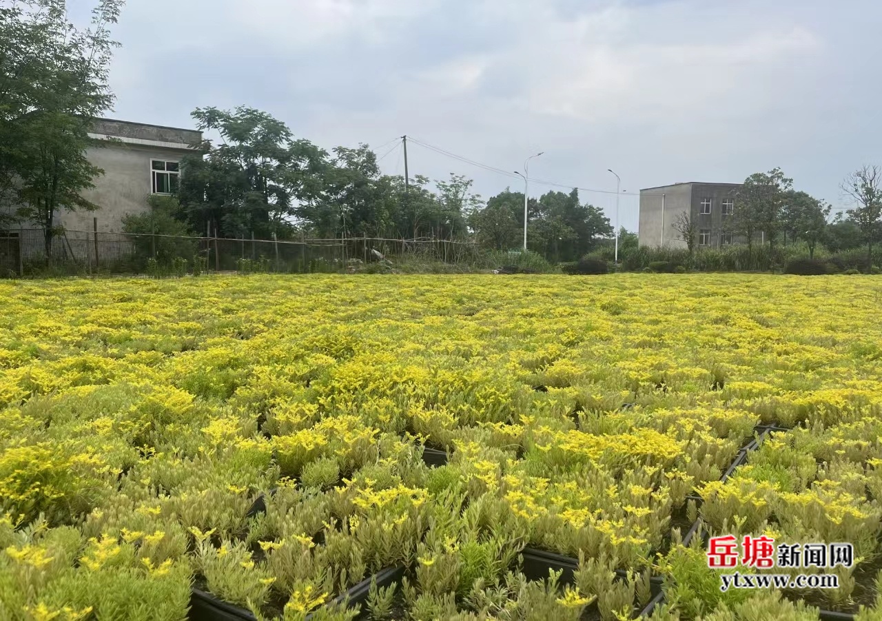 實施“七大攻堅” 岳塘在行動｜農(nóng)聯(lián)村：盤活土地興產(chǎn)業(yè) 特色種植促增收