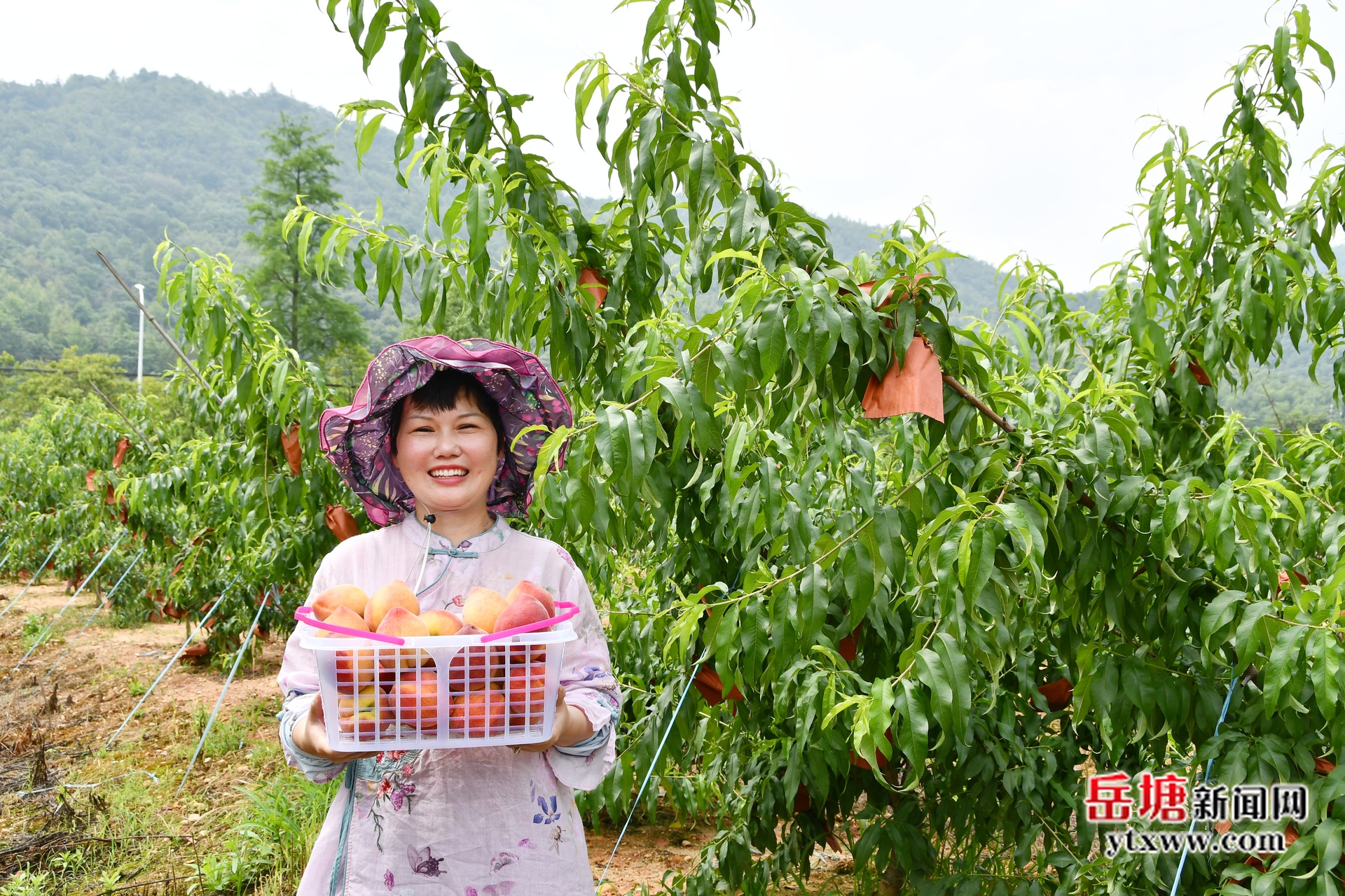 七星桃花源：黃桃滿枝頭 采摘正當時