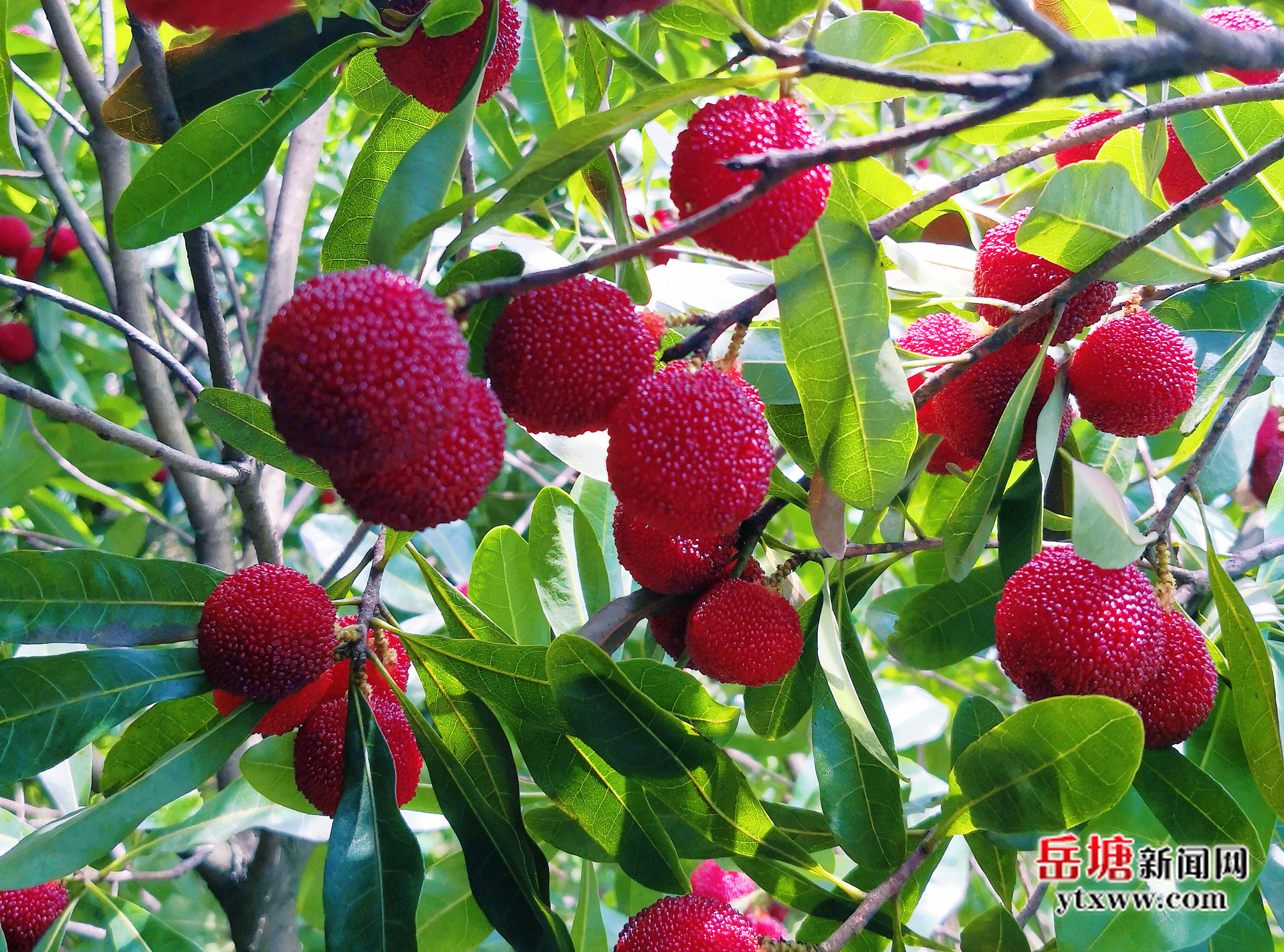 楊梅紅滿枝！來岳塘這里邂逅“梅”麗夏天