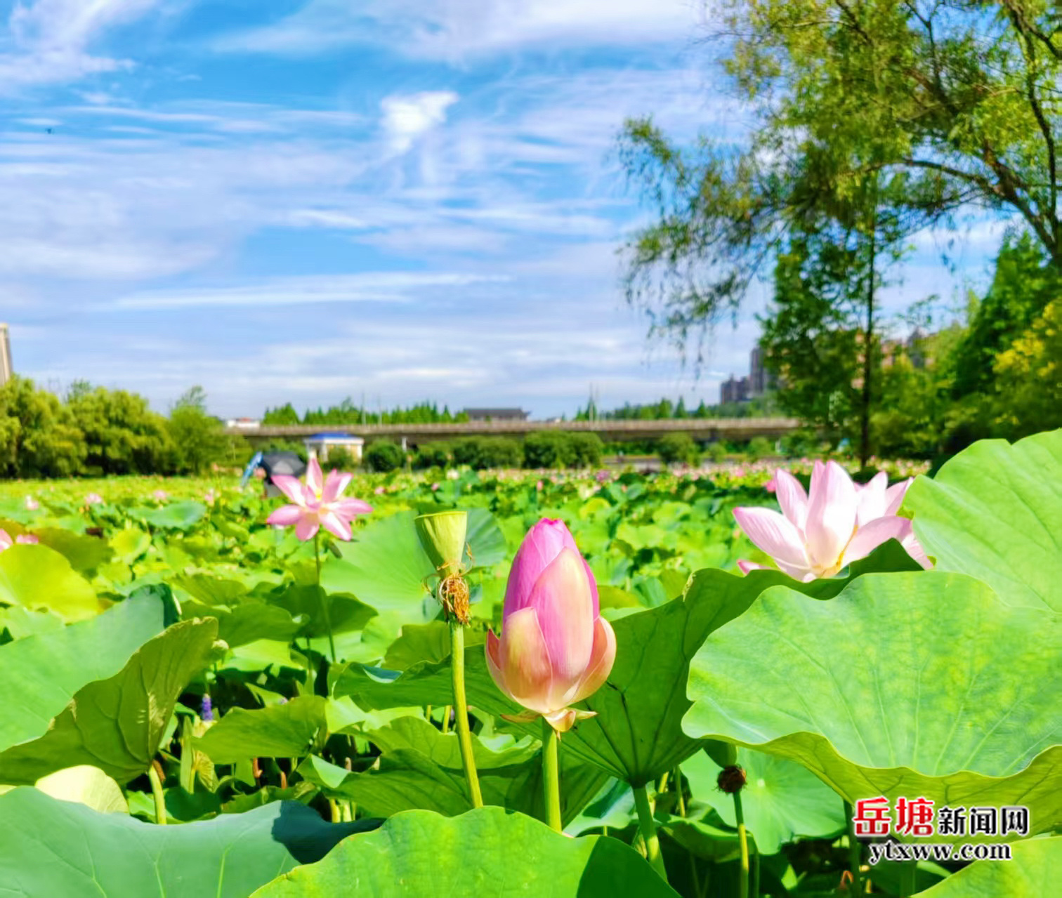 岳塘區(qū)：百畝荷花競相綻放 繪就夏日詩意畫卷