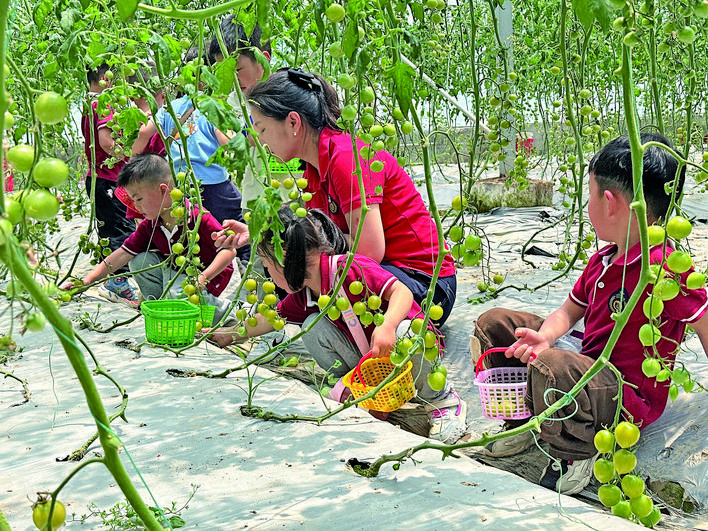 【湘潭日?qǐng)?bào)】番茄滿(mǎn)枝頭 暢享采摘樂(lè)