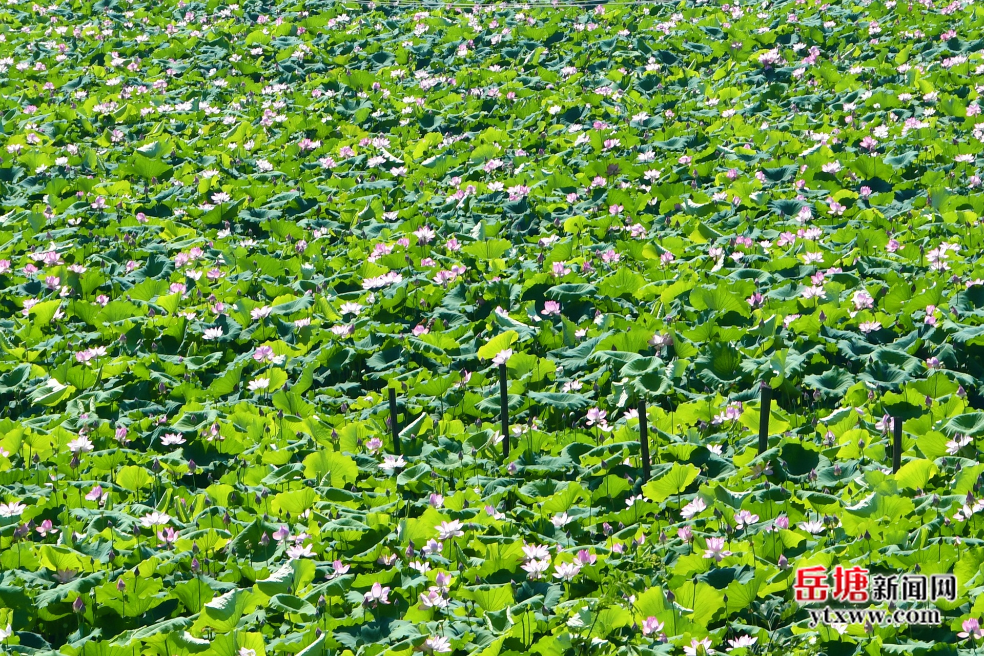 昭山鎮(zhèn)楠木村：湘蓮飄香繪就鄉(xiāng)村振興新圖景