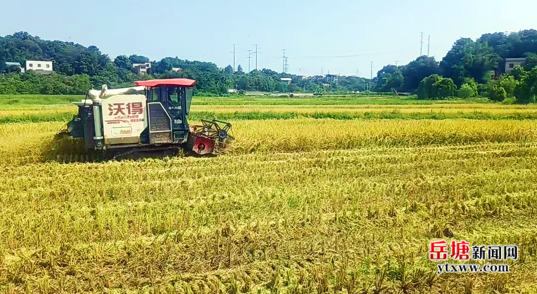 新華村：稻谷飄香 干群合力“雙搶”忙