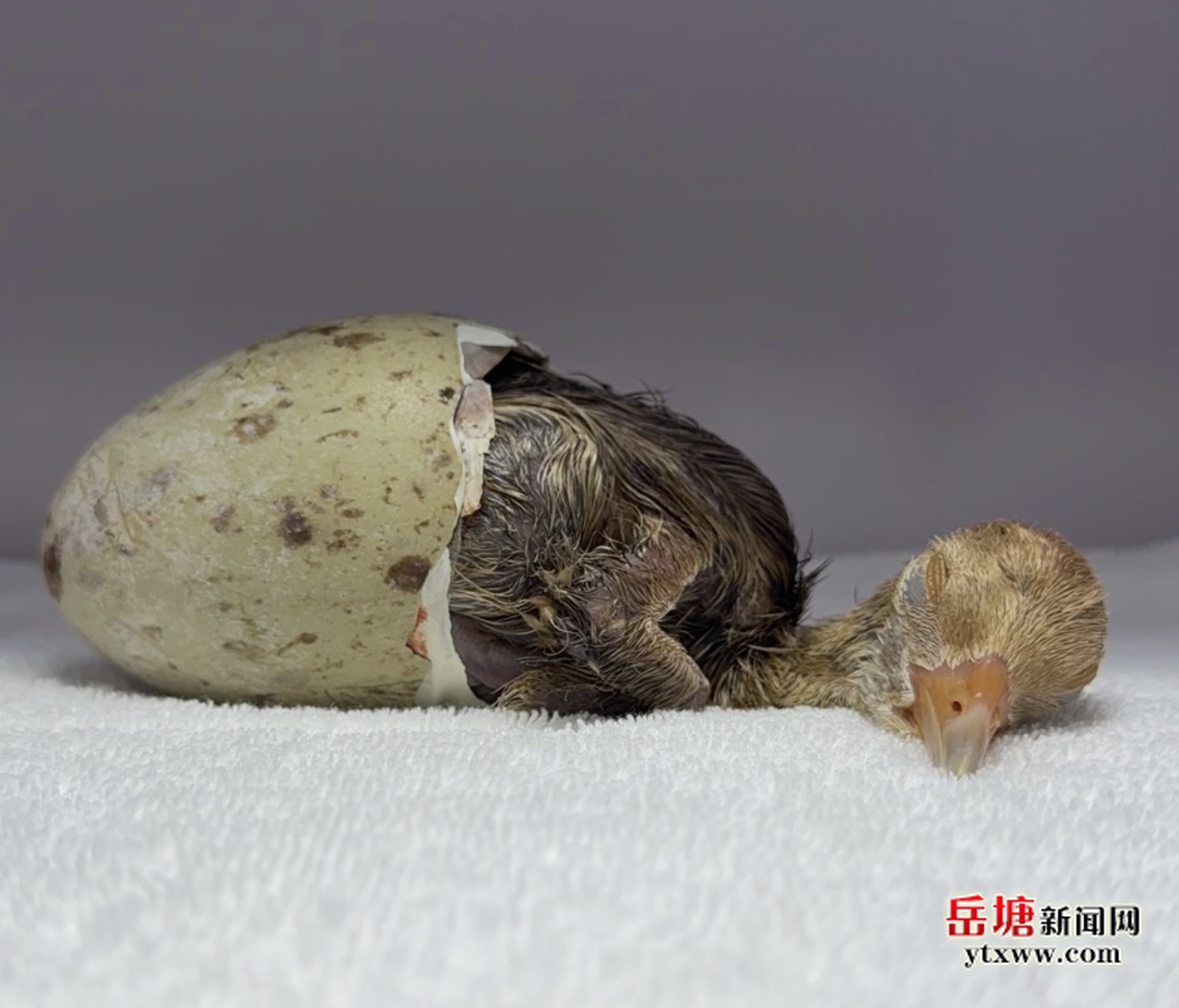 首破華中地區(qū) 岳塘區(qū)成功人工孵化3只“國寶”丹頂鶴