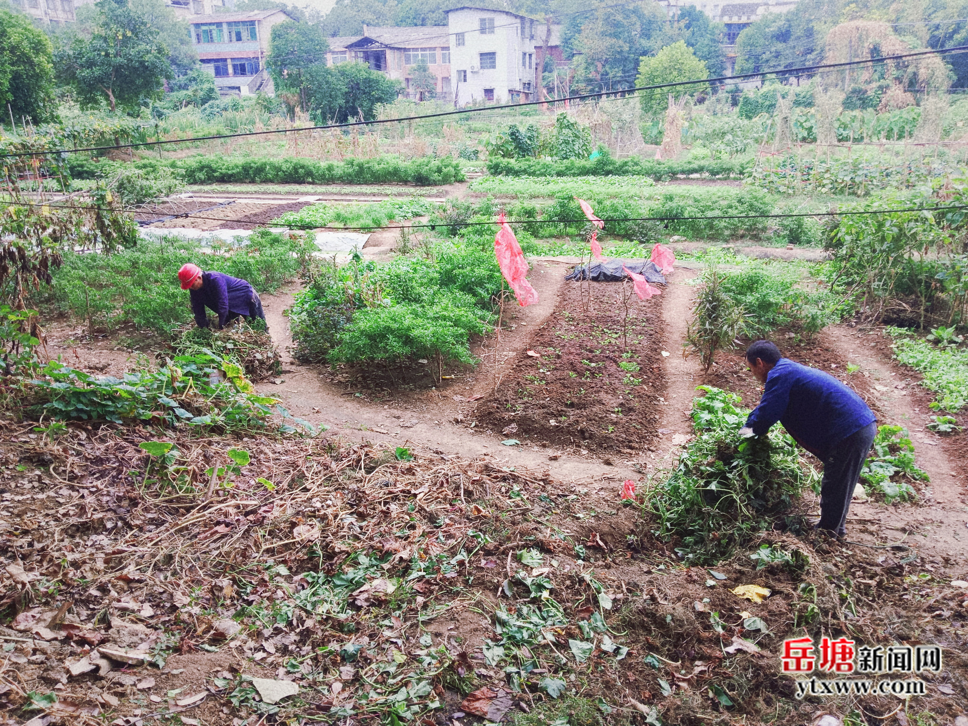 书院路街道：合力攻坚 根治菜地秸秆焚烧顽疾