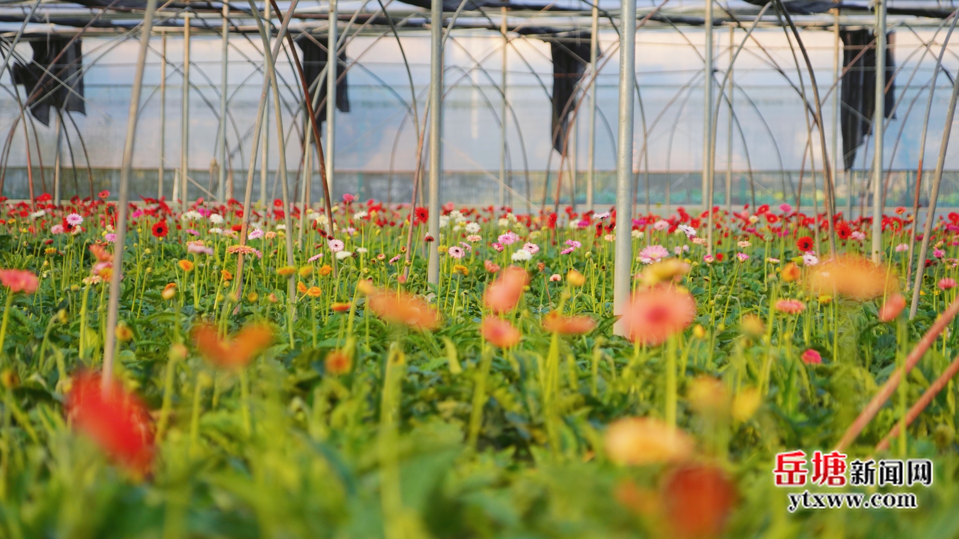 月销10万枝 七星村“湘采鲜花”成周末热门打卡地