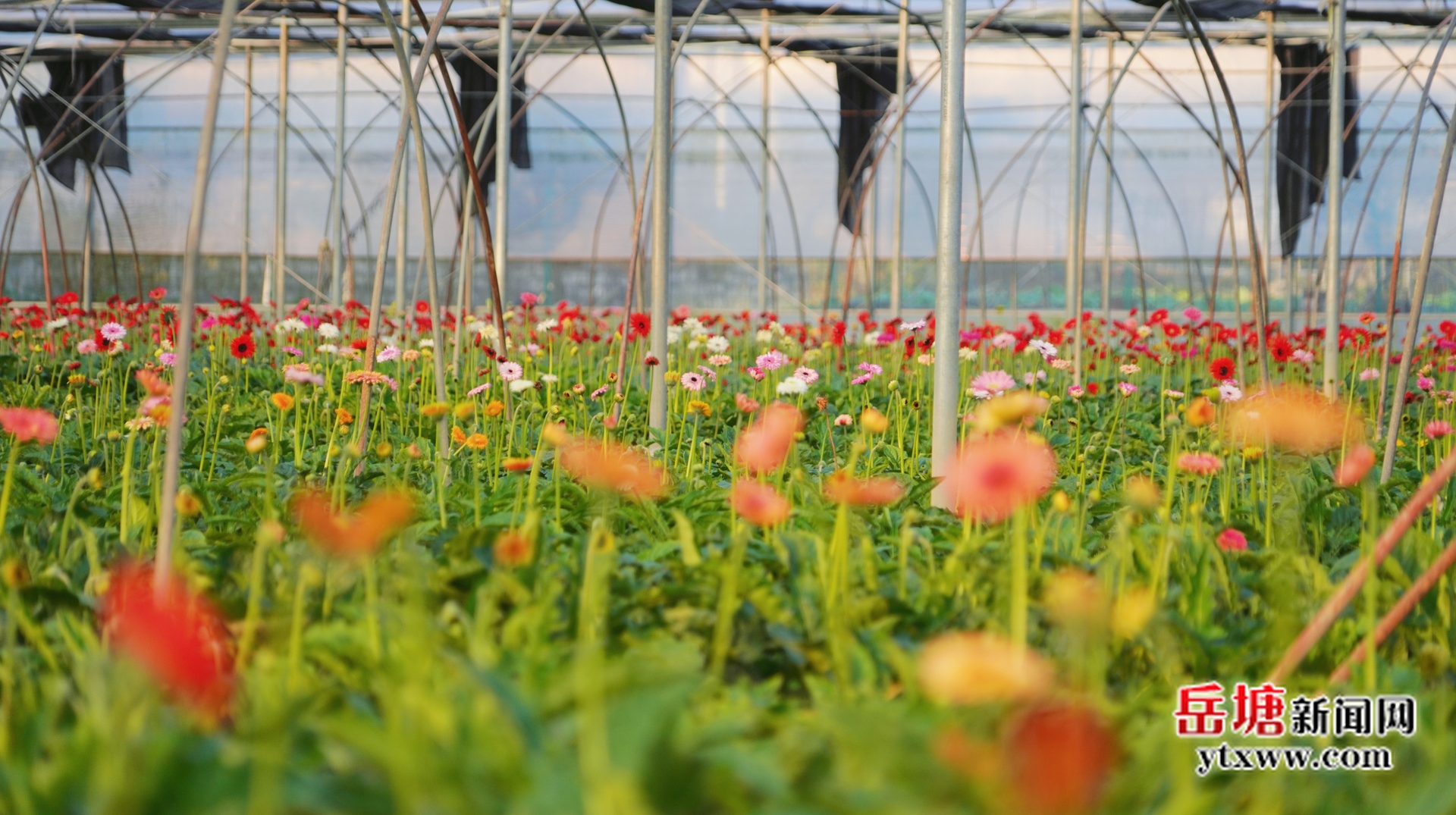 月销10万枝 七星村“湘采鲜花”成周末热门打卡地