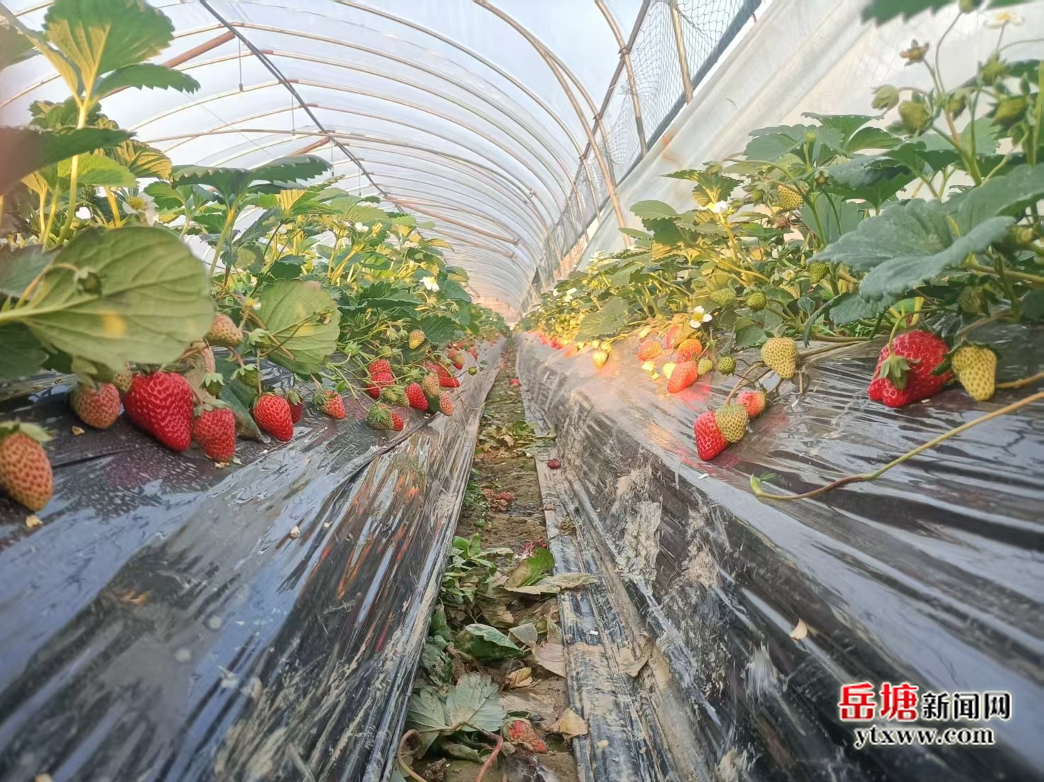 陽塘村：冬日暖陽 邂逅“莓”好時(shí)光