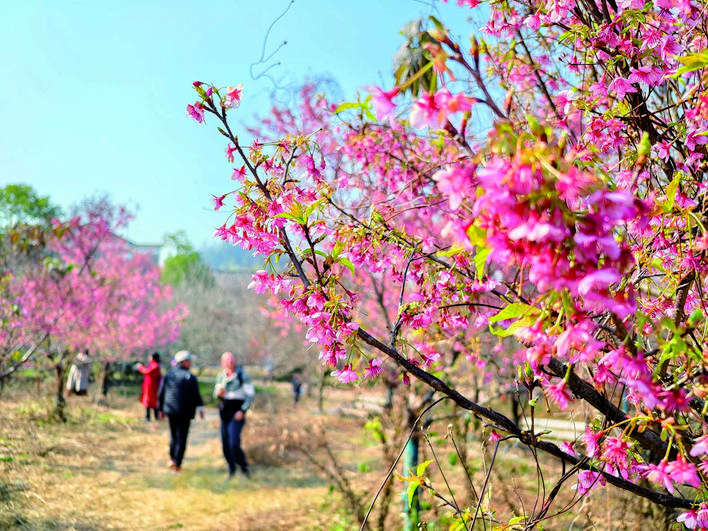 【湘潭日報】暖陽催櫻開