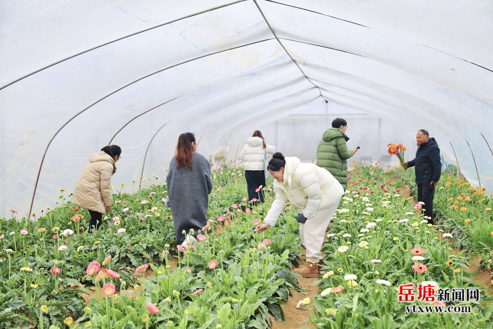 新春走基层 | 七星村：30万株鲜花竞相绽放 “湘采鲜花”铺就振兴路