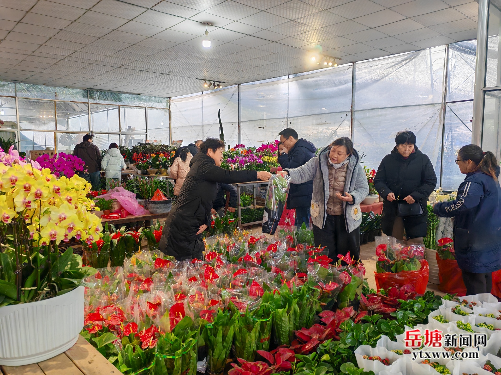 新春走基層 | 市民購花迎新春 岳塘花卉市場人氣旺
