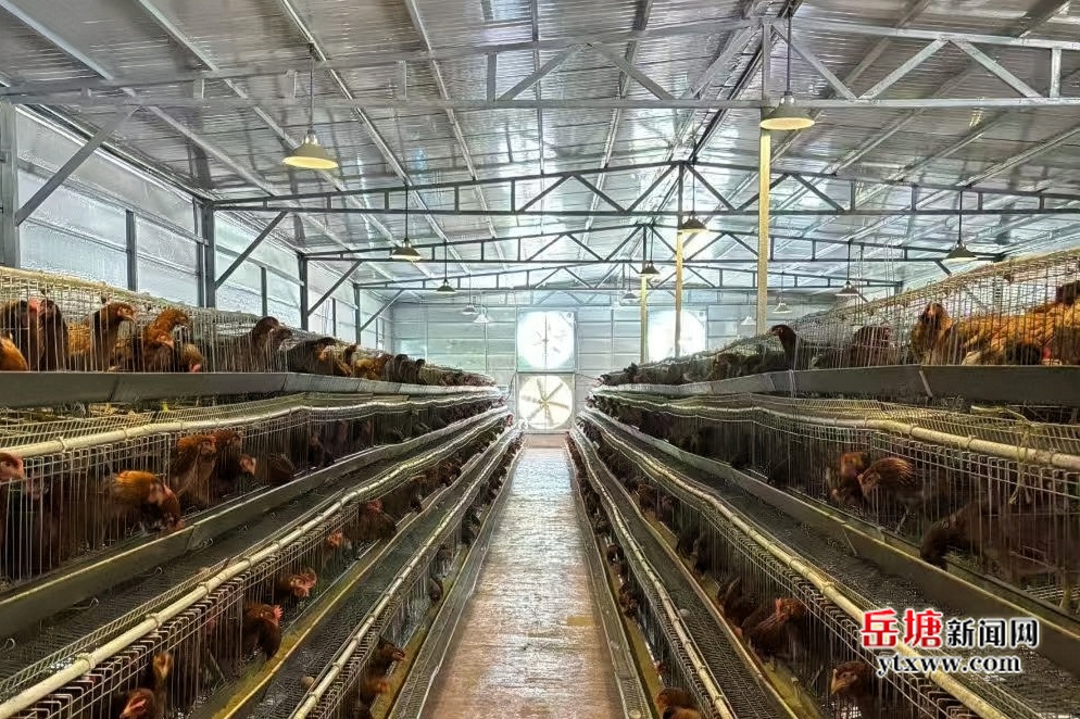 新春走基層 | 七星村和園山莊：小規(guī)模養(yǎng)雞場(chǎng)的綠色夢(mèng)想