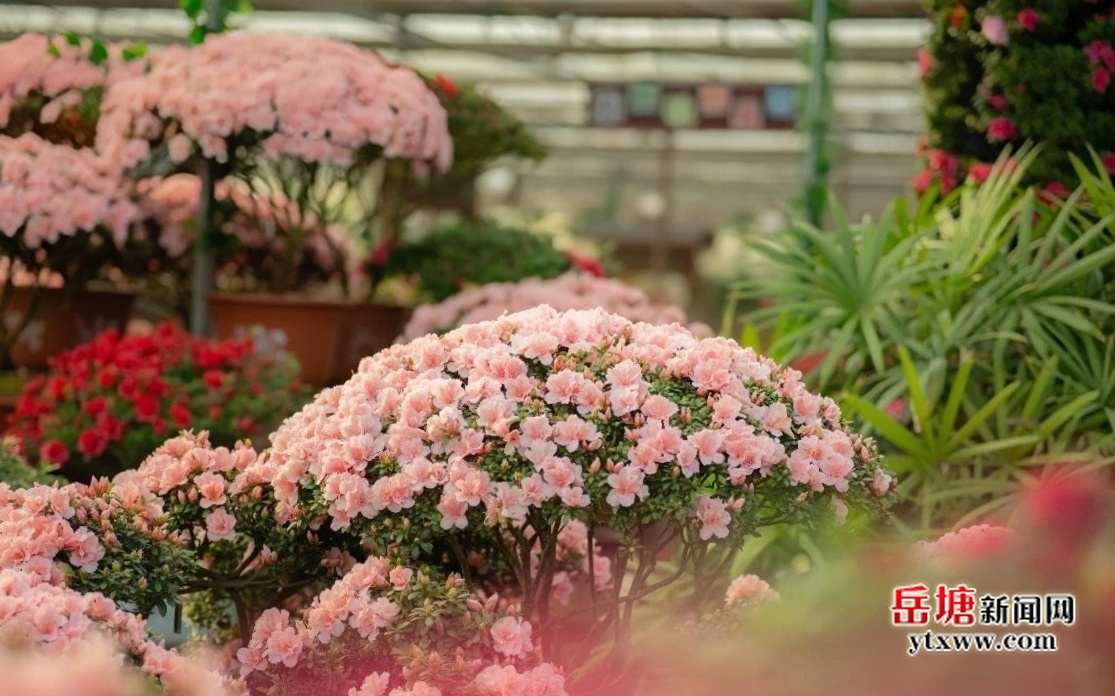 文旅新區(qū) 多彩岳塘丨盤龍大觀園：邀您共赴一場多彩春日之約