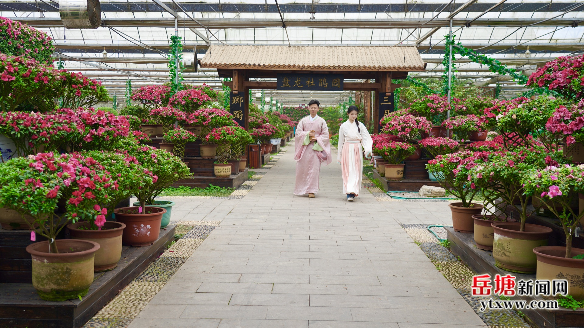 組圖丨盤(pán)龍大觀園15萬(wàn)盆精品杜鵑盛放