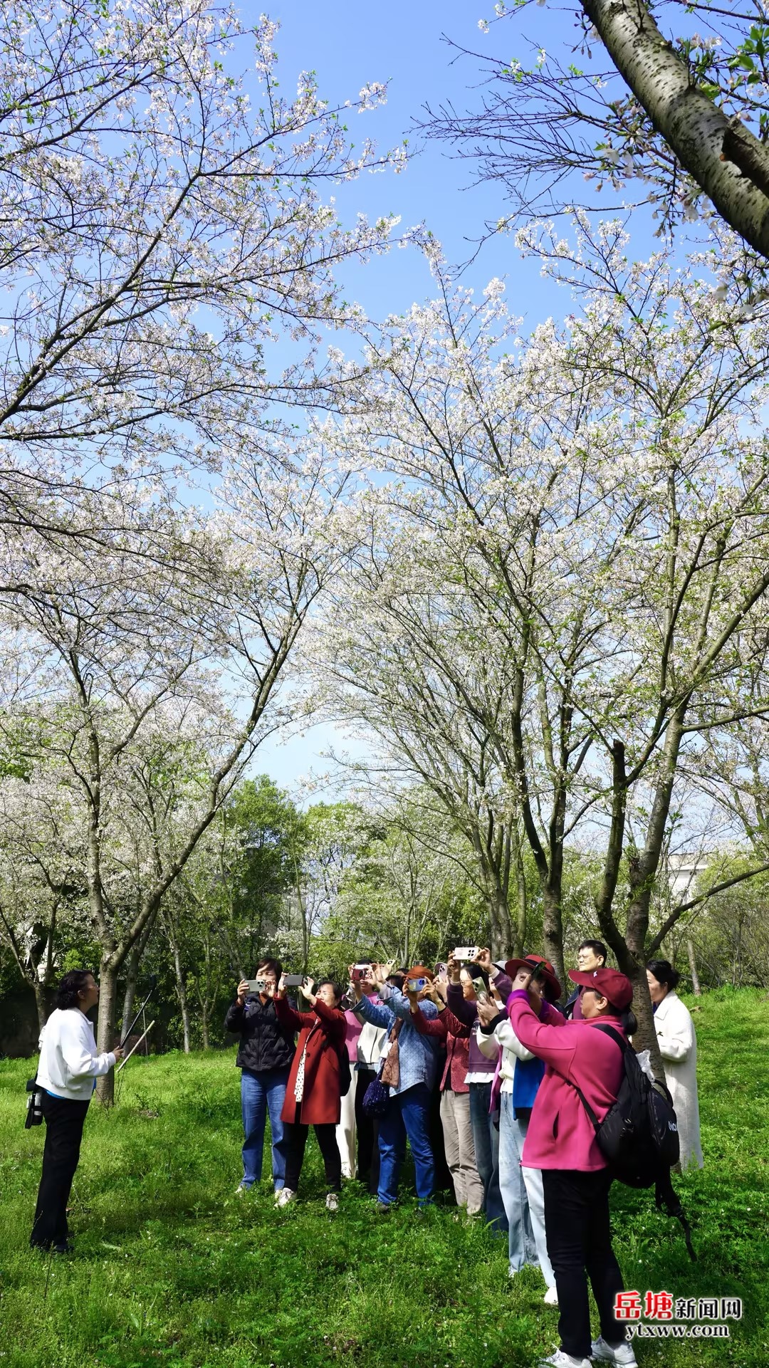 第六屆湖南旅游發(fā)展大會丨盤龍大觀園櫻花園開園 200多個品種櫻花進(jìn)入最佳觀賞期