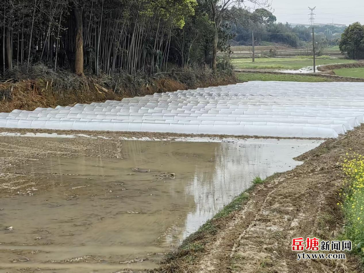 岳塘區(qū)：搶抓農(nóng)時(shí)忙春耕 多措并舉保糧安