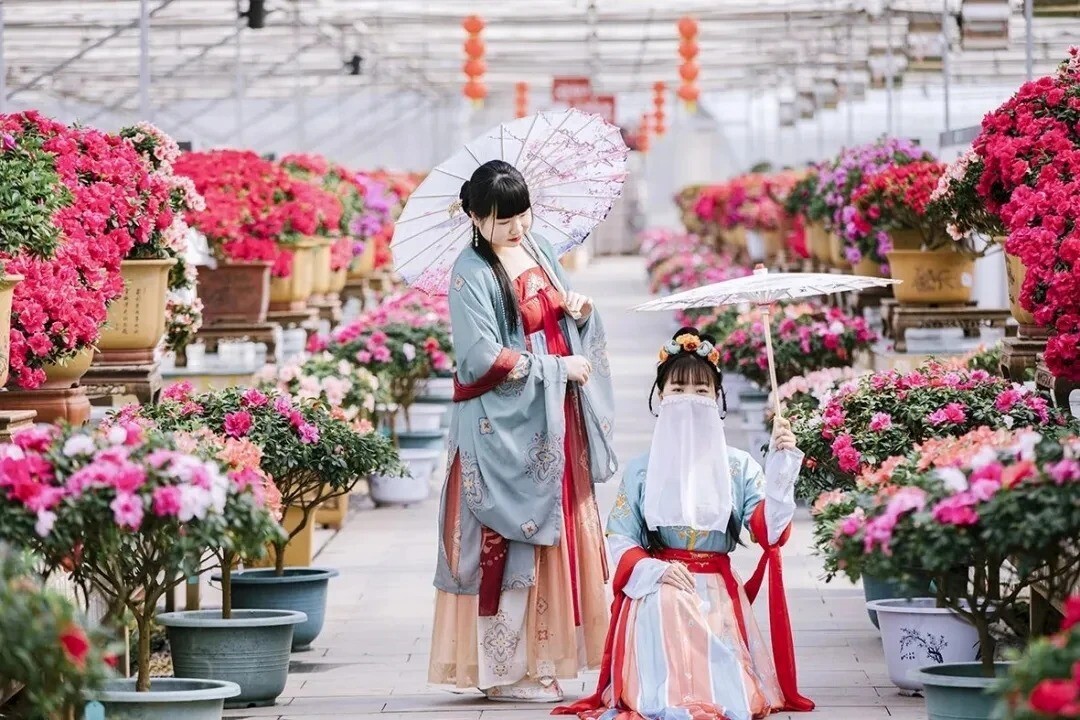 岳塘區(qū)：花卉園藝產(chǎn)業(yè)乘勢(shì)而起