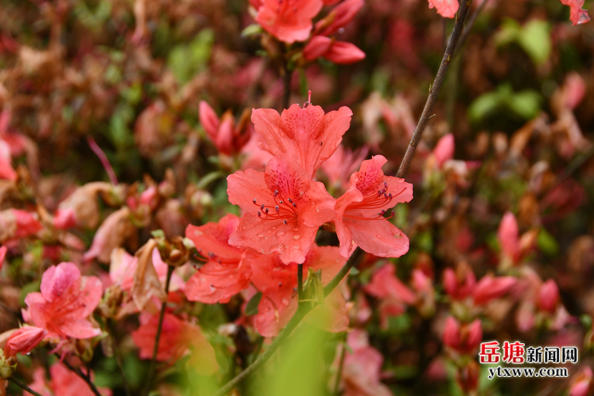 第六屆湖南旅游發(fā)展大會(huì)丨高峰杜鵑漫山紅