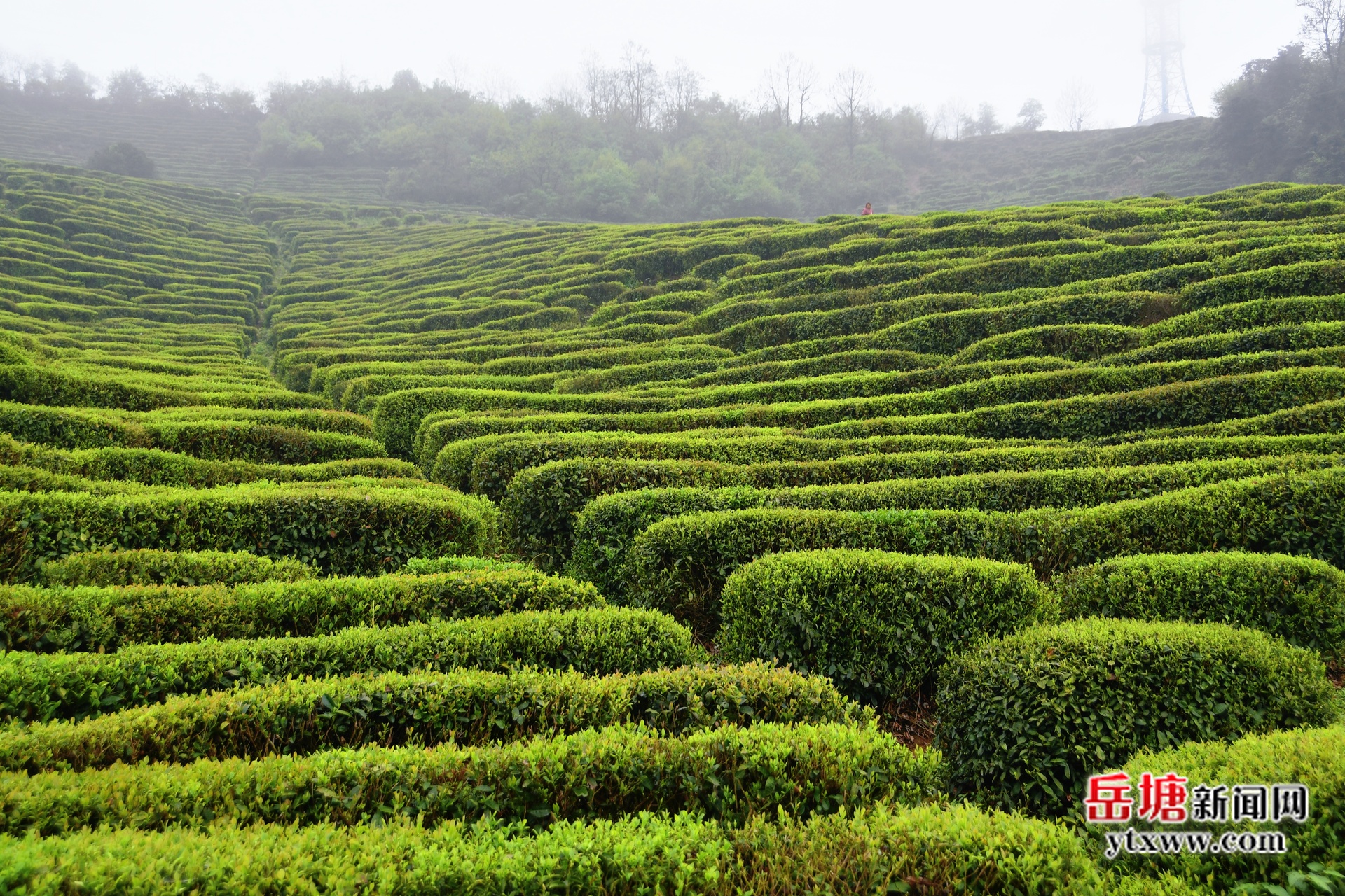 第六届湖南旅游发展大会丨青山茶场：春茶飘香引客来 茶旅融合“新味道”