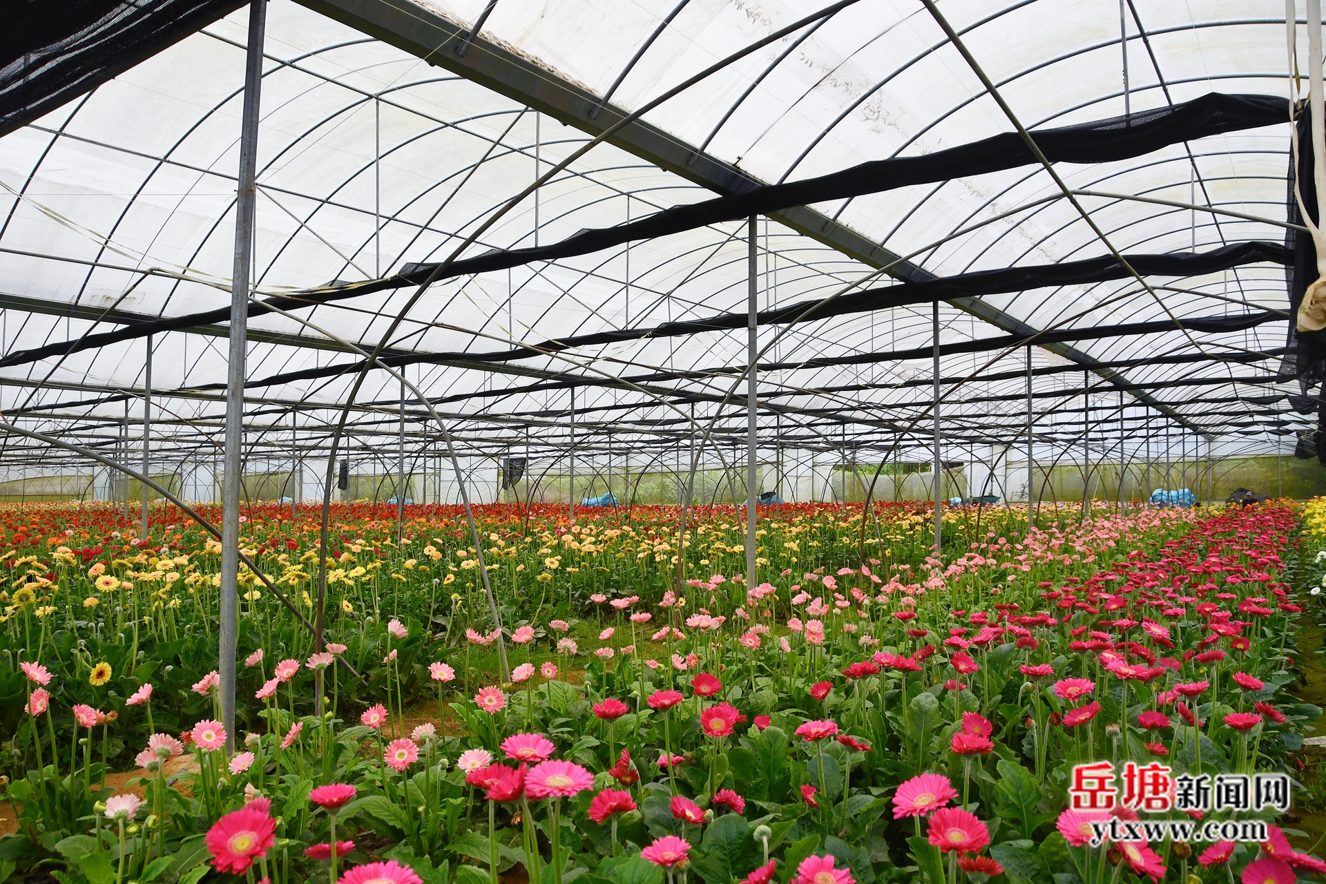 第六屆湖南旅游發(fā)展大會(huì)丨月銷10萬枝！在湘采鮮花基地，沉浸式體驗(yàn)采摘樂趣