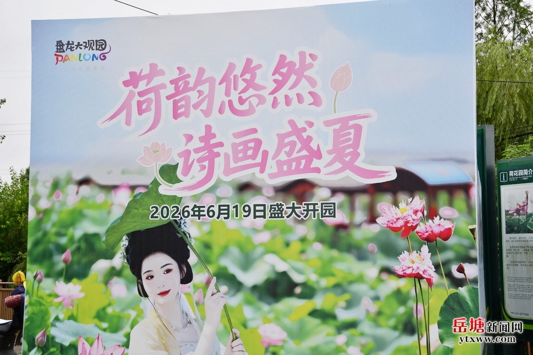 第六届湖南旅游发展大会︱盘龙大观园荷花园百亩荷花盛放  邀您赴一场清风荷香的夏日之约