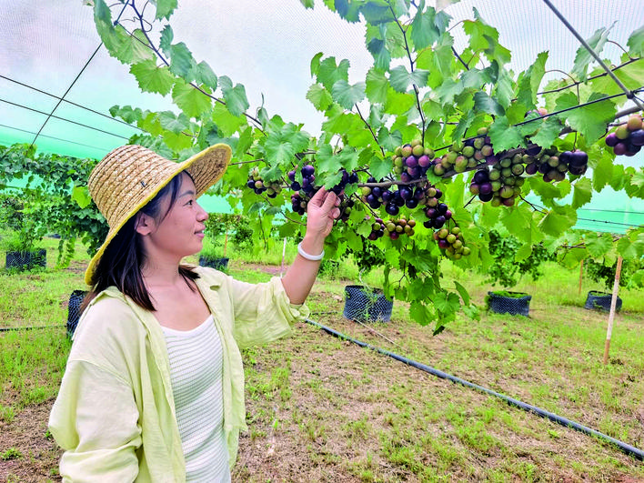 【湘潭日报】一颗5块钱  葡萄界“爱马仕”迎丰收