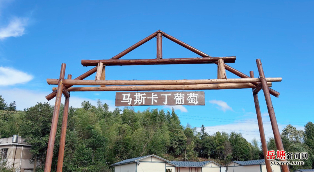 甜蜜开园！昭山镇东来果园马斯卡丁葡萄迎来采摘季
